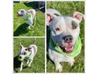 Adopt PAM a Pit Bull Terrier