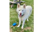 Adopt PRINCESS a Siberian Husky