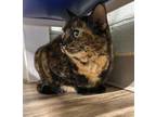 Adopt RAINBOW a Domestic Short Hair