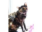 Adopt Rylee a Domestic Short Hair