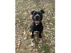 Adopt Stephanie a Pit Bull Terrier