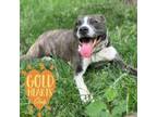 Adopt Jolie a Pit Bull Terrier, Mixed Breed