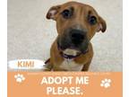 Adopt KIMI a Pit Bull Terrier
