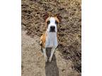 Adopt MAYBELLINE a Boxer, Mixed Breed