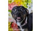 Adopt Peanut a Mixed Breed