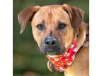 Adopt ZOEY a Black Mouth Cur, Mixed Breed