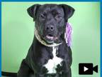 Adopt TRUDY a Pit Bull Terrier, Mixed Breed