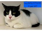 Adopt Lucy Mcfly a Domestic Short Hair