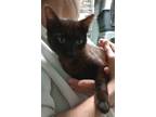 Adopt Bonnie a Domestic Short Hair