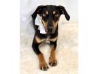 Adopt Harley a Black and Tan Coonhound, Mixed Breed
