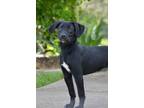 Adopt SAVANNAH a Black and Tan Coonhound, Labrador Retriever