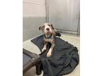Adopt GRANDMA a Pit Bull Terrier, Shar-Pei