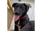 Adopt DANI a Labrador Retriever, German Shepherd Dog