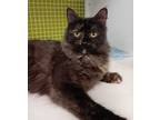 Adopt Serifina a Domestic Long Hair, Domestic Short Hair