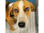 Adopt GYPSY Available NOW - ADOPTION or RESCUE! a Hound, Mixed Breed