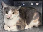 Adopt SPECKLES a Domestic Short Hair