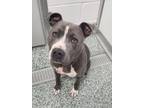 Adopt GHOST a Pit Bull Terrier