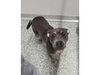 Adopt RUBY a Pit Bull Terrier