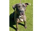 Adopt DELILAH a Pit Bull Terrier, Mixed Breed