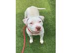 Adopt CHALK a Pit Bull Terrier