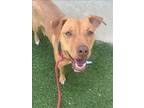 Adopt ANDIE a Labrador Retriever