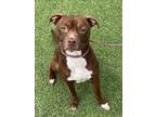 Adopt DORY a Pit Bull Terrier, Mixed Breed
