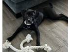 Adopt MYA a Labrador Retriever, American Staffordshire Terrier