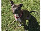 Adopt LUCY a American Staffordshire Terrier, Mixed Breed