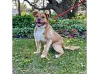 Adopt Foxy--In Foster a Mixed Breed