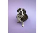 Adopt POPTART a Boxer, Mixed Breed