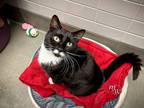 Adopt SOLDOTNA a Domestic Short Hair