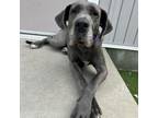 Adopt Hilda a Great Dane