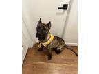 Adopt Sadie a Presa Canario, Mixed Breed