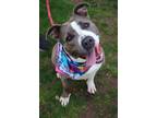 Adopt Rosie a Pit Bull Terrier