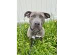 Adopt Brinley a Pit Bull Terrier, Mixed Breed