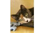 Adopt Miss Misty Whiskers a Domestic Short Hair