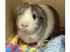 Adopt Minnie the Guinea a Guinea Pig