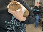 Adopt BRANDY a Guinea Pig