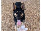 Adopt RUE a German Shepherd Dog, Mixed Breed