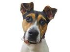Adopt Talula a Parson Russell Terrier, Mixed Breed