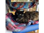 Adopt Tortellini a Domestic Short Hair