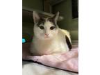 Adopt Mia a Domestic Short Hair