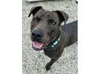 Adopt Broccolini a Labrador Retriever, Mixed Breed