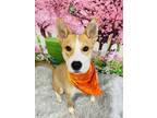 Adopt Carrot a Shiba Inu, Mixed Breed