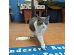 Adopt Lily a Domestic Short Hair