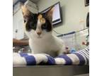 Adopt Clementine a Domestic Short Hair