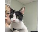 Adopt Lilac a Domestic Short Hair