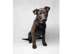 Adopt CHARLOTTE a Labrador Retriever, Boxer