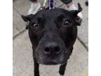 Adopt Delilah a American Staffordshire Terrier, Mixed Breed