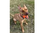 Adopt Peanut a German Shepherd Dog, Pit Bull Terrier